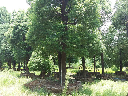 园林绿化苗木生产